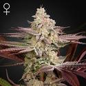 Chemical Bride - Green House Seeds - 3 seeds