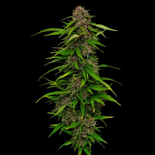 Squirt - Humboldt Seed Company - 3 seeds