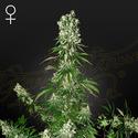 White Strawberry Skunk - Green House Seeds - 3 seeds