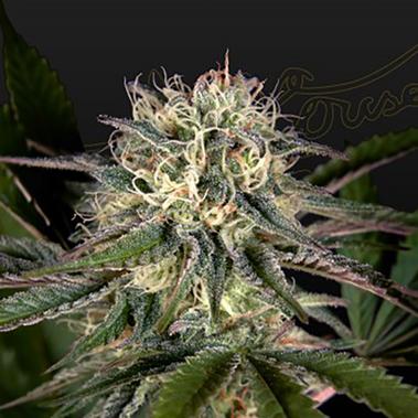 Sweet Valley Kush x Swaziland - Green House Seeds