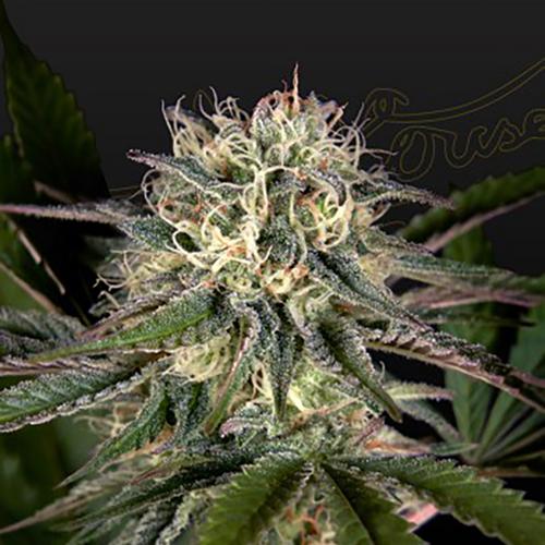Sweet Valley Kush x Swaziland - Green House Seeds - 10 seeds