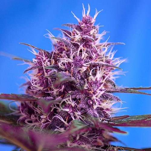 Red Poison Auto - Sweet Seeds - 3+1 seeds