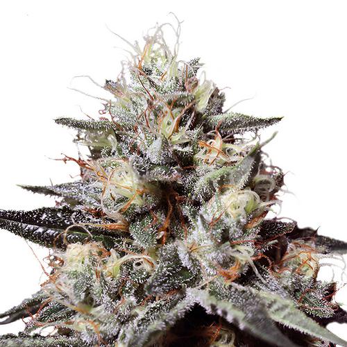 Jungle Lave - Terpethic - 3 seeds