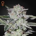 Sweet Valley Kush - Green House Seeds - 3 seeds