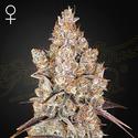 Holy Snow - Green House Seeds - 3 seeds