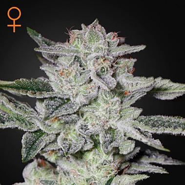 Sweet Valley Kush - Green House Seeds