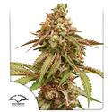 Tropical Tangie - Dutch Passion - 3 seeds