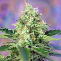 Crystal Candy - Sweet Seeds - 3+1 seeds