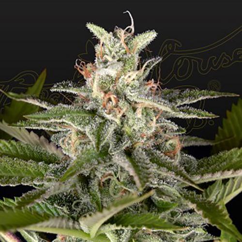 Exodus Cheese x Swaziland - Green House Seeds - 10 seeds