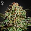 A.M.S. - Green House Seeds - 3 semi