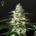 Auto Skunk - Green House Seeds - 3 seeds