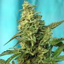 Green Poison Fast Version - Sweet Seeds - 3+1 seeds