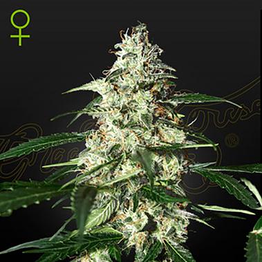 Auto Skunk - Green House Seeds