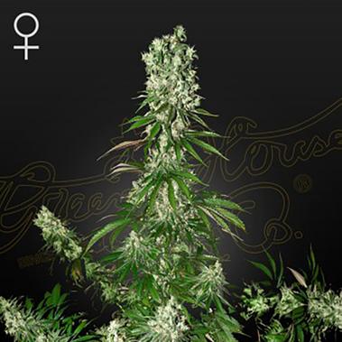 White Strawberry Skunk - Green House Seeds