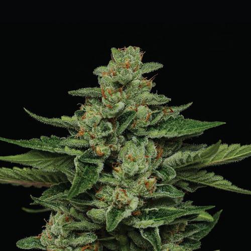 Fortune Cookie - Humboldt Seed Company - 3 seeds