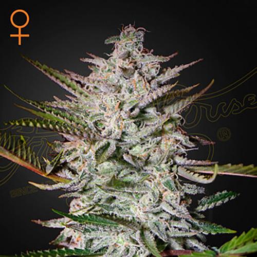 Holy Punch - Green House Seeds - 3 seeds