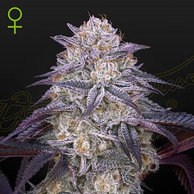 Auto King's Juice - Green House Seeds