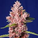 Tropicanna Poison Fast Version - Sweet Seeds - 3+1 seeds