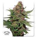 Strawberry Cough - Dutch Passion - 3 seeds