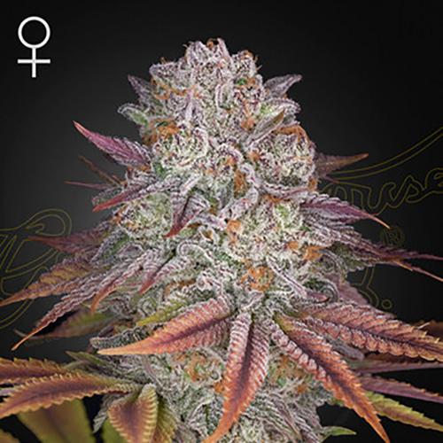 Pulp Friction - Green House Seeds - 3 seeds