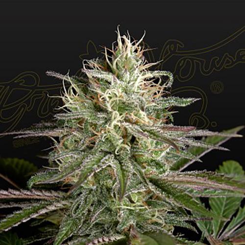Exodus Cheese x Clementine - Green House Seeds - 10 seeds