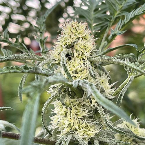 IBC Italian Bastard Cannabis - 3 Seeds