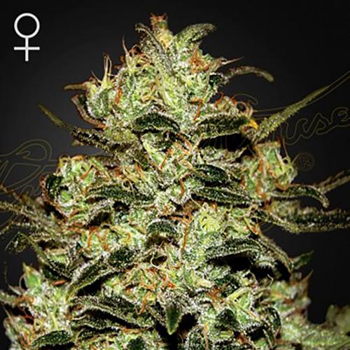 Moby Dick - Green House Seeds - 3 seeds