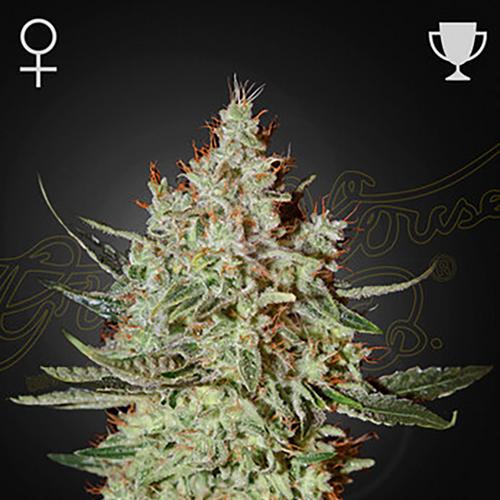 GH Cheese - Green House Seeds - 3 seeds