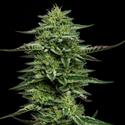 The Bling - Humboldt Seed Company - 3 seeds
