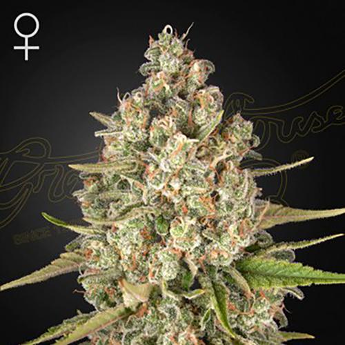 Lost Pearl - Green House Seeds - 3 seeds
