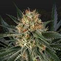 GH Cheese x Sour Banana - Green House Seeds - 10 seeds